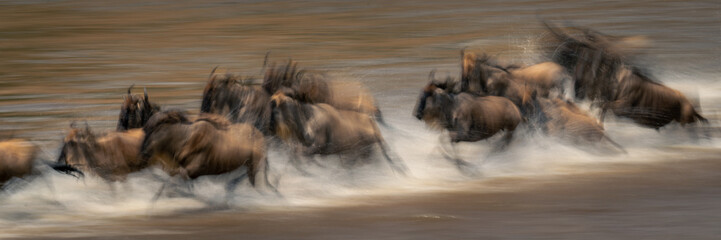Slow pan panorama of wildebeest Mara crossing