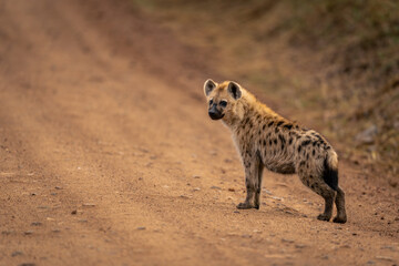 Spotted hyena stands on track turning head