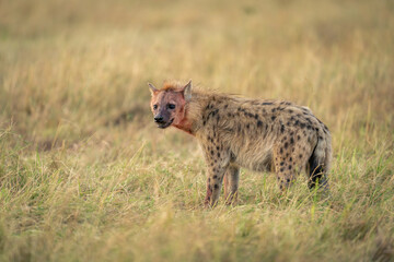 Spotted hyena stands in grassland turning head