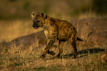 Spotted hyena trots across savannah at sunrise