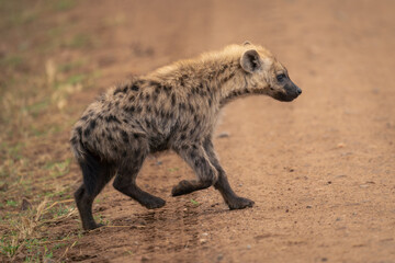 Spotted hyena walks across road lifting paw