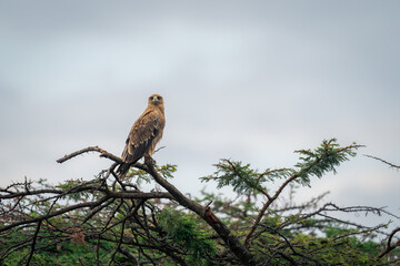 Tawny eagle stares at camera from branch