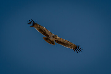 Tawny eagle glides through deep blue sky