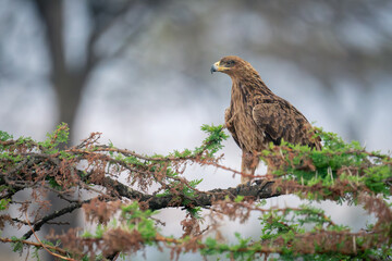 Tawny eagle in profile on thornbush branch