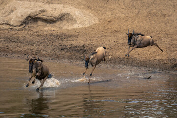 Naklejka na ściany i meble Three blue wildebeest enter river from bank