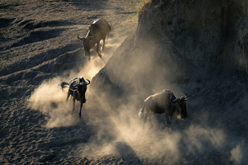 Obraz na płótnie Canvas Three blue wildebeest gallop in dust cloud