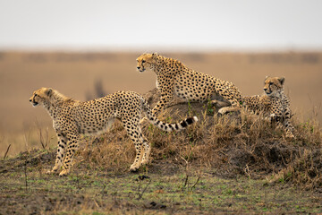 Three cheetahs in savannah on termite mound - obrazy, fototapety, plakaty