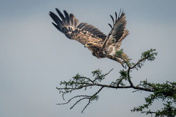 Tawny eagle takes off from thornbush branch