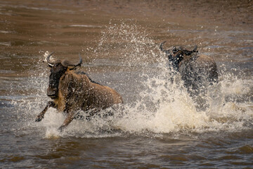 Two blue wildebeest crossing Mara in spray