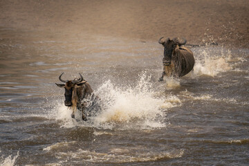 Two blue wildebeest crosses river in spray
