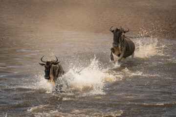 Two blue wildebeest crossing river amid spray