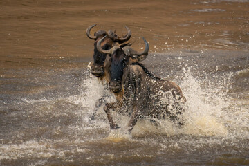 Two blue wildebeest cross stream in spray