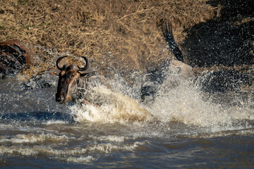 Two blue wildebeest crossing river in spray