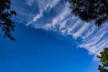 Nuages cirrus, ciel bleu et arbres