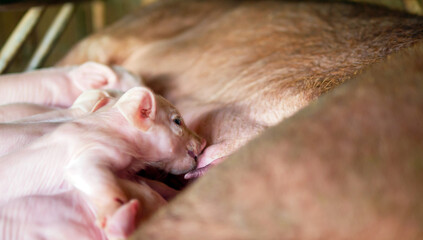 Close-up of Small masses piglet drinking milk from breast in the farm,A week-old newborn piglet is suckling from its mother in pig farm