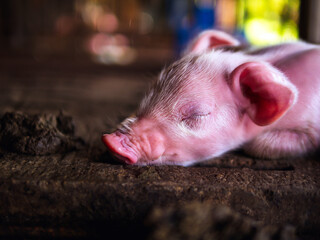A week-old piglet cute newborn sleeping on the pig farm with other piglets, Close-up © NARONG