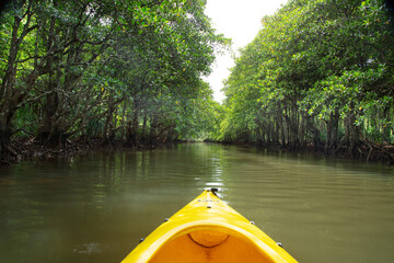 マングローブ林を進むカヌー