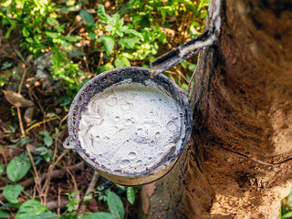 Close-up of natural fresh rubber latex from rubber trees