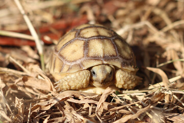 African Sulcata Tortoise Natural Habitat,Close up African spurred tortoise resting in the garden, Slow life ,Africa spurred tortoise sunbathe on ground with his protective shell ,Beautiful Tortoise