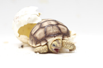 Obraz premium Africa spurred tortoise being born, Tortoise Hatching from Egg, Cute portrait of baby tortoise hatching, Birth of new life,Natural Habitat