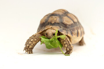Naklejka premium Cute small baby African Sulcata Tortoise in front of white background, African spurred tortoise isolated white background studio lighting,Cute animal