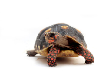Cute small baby Red-foot Tortoise in the nature,The red-footed tortoise (Chelonoidis carbonarius) is a species of tortoise from northern South America