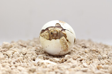 Africa spurred tortoise being born, Tortoise Hatching from Egg, Cute portrait of baby tortoise...