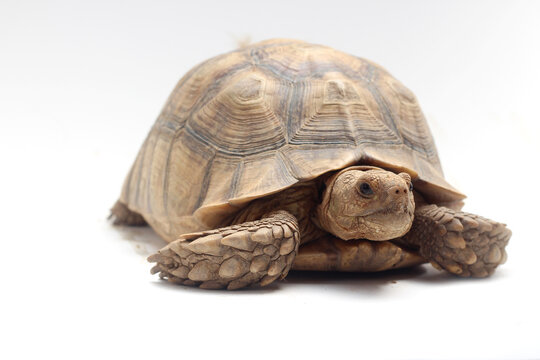 Cute small baby African Sulcata Tortoise in front of white background, African spurred tortoise isolated white background studio lighting,Cute animal