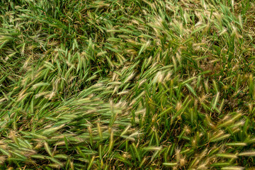 Green spike plants in the Ukrainian field. Windy days in nature in the spring or summer concept.