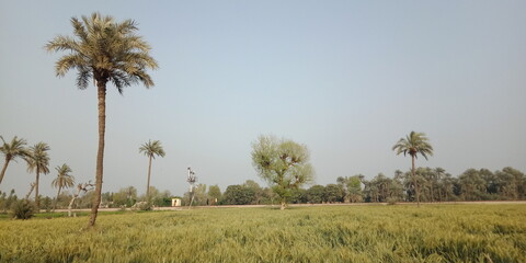 Obraz premium grass in the wind