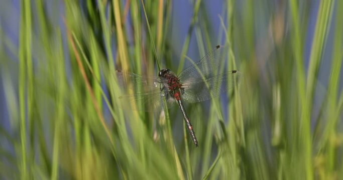 4k video. A dragonfly sitting on grass at the edge of a lake.