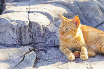 Ginger cat on the rocks