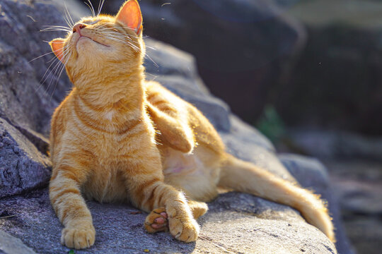 Ginger cat on the rocks