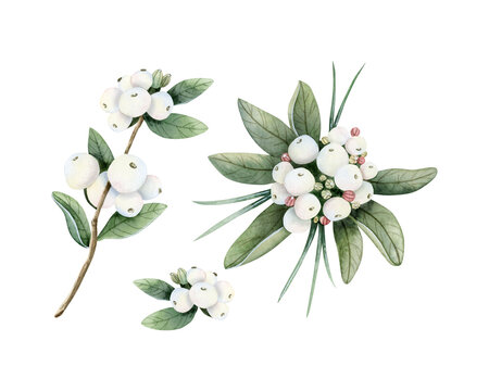 Snowberry branches and white berries watercolor illustration set. Hand drawn Christmas plant botanical clip art for winter holidays greeting cards, floral design and prints