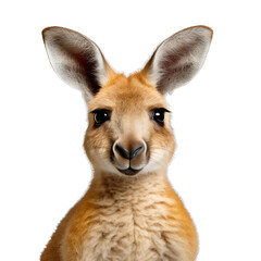 Realistic image of Kangaroo png.