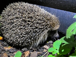 Igel