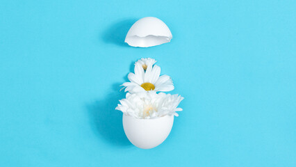 Natural white chrysanthemum flowers in broken white chicken egg. Creative concept of the birth of a beautiful, new. Easter holiday.