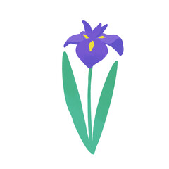 Naklejka premium 紫の花菖蒲