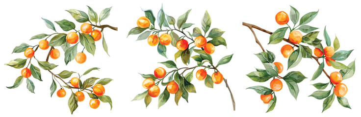 A set of vector branches watercolor Orange. Illustration of summer fruits for scrapbook, label, poster, print, menu