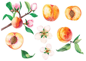 A set of vector branches watercolor peach. Hand-painted fruits, flowers, leaves and sliced pieces. Illustration of summer fruits for scrapbook, label, poster, print, menu