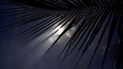 dark blue sky and clouds with coconut leaf's 