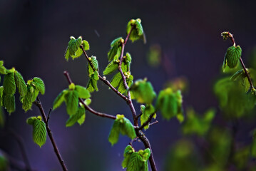 The young branch of Leshina (the branch of the hazelnut) woke up after the winter and releases the leaves. The photo is made close, with the effect of blurring the background.