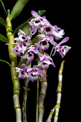 Dendrobium nobile var. Cooksonianum, a species orchid flower with white, pink and purple flowers