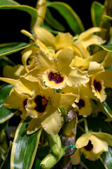 Dendrobium Golden Blossom 'Marginata' var. 'Kogane' is a yellow-flowered hybrid dendrobium orchid with yellow marginated leaves.