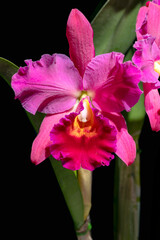 Rhyncholaeliocattleya Cutie Girl 'Yoshiko' SBM/JOGA, a medal winning hybrid cattleya orchid flower, bred in Japan
