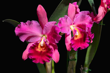 Rhyncholaeliocattleya Cutie Girl 'Yoshiko' SBM/JOGA, a medal winning hybrid cattleya orchid flower, bred in Japan