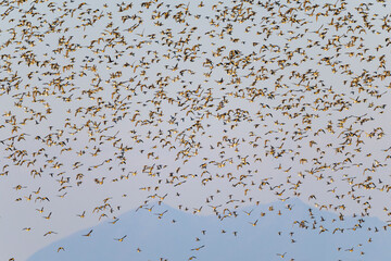 トモエガモの群飛と筑波山