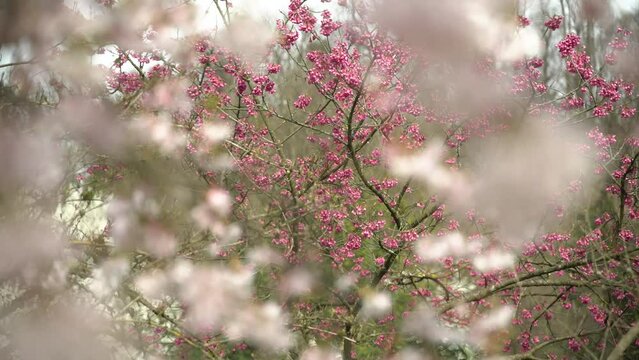 Blooming branches of Japanese cherry trees sway in the wind. Sakura blossomed into spring flowers. flowers in spring