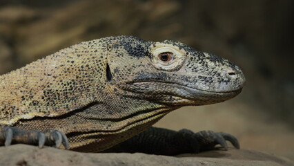 Komodo dragon sits motionless on the ground, side view