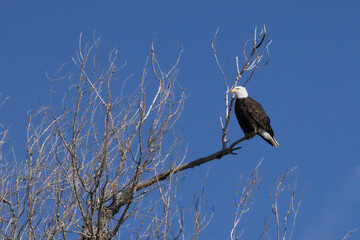 Bald Eagle perched in a tree